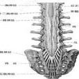 脊髓馬尾受累