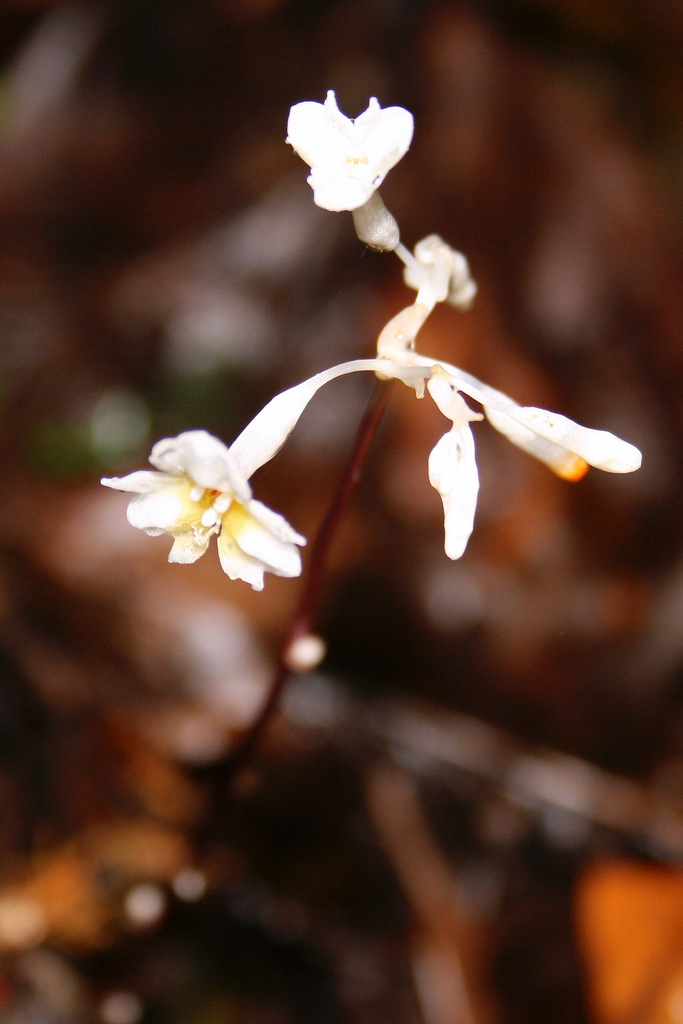 腐草屬 - Gymnosiphon suaveolens