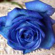 藍色玫瑰(玫瑰名稱)