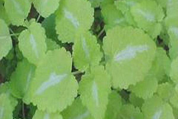Lamium maculatum \x27Red Nancy\x27 Lamium maculatum \x27Red Nancy\x27