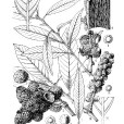 圓錐柯(圓錐石櫟) 圓錐柯(圓錐石櫟)