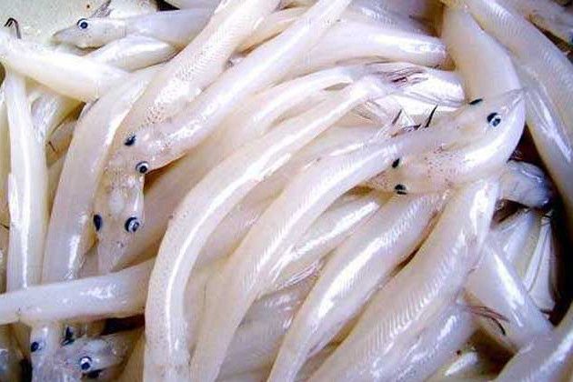 硃砂銀魚 硃砂銀魚