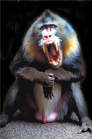 巴西夜猴