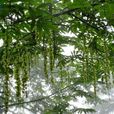 華西楓楊 華西楓楊