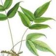 龍頭節肢蕨(中藥材) 龍頭節肢蕨(中藥材)