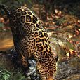 美洲豹(JAGUAR（一種大型貓科哺乳動物）)