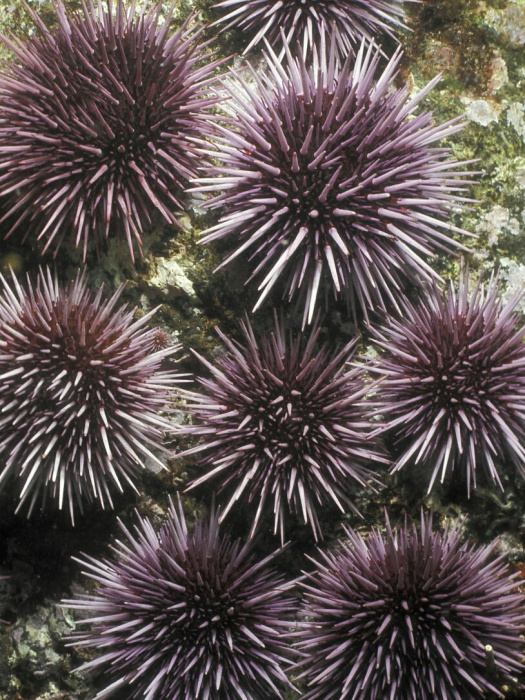 球海膽 球海膽
