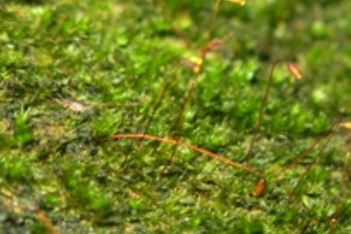 橙色錦蘚 橙色錦蘚
