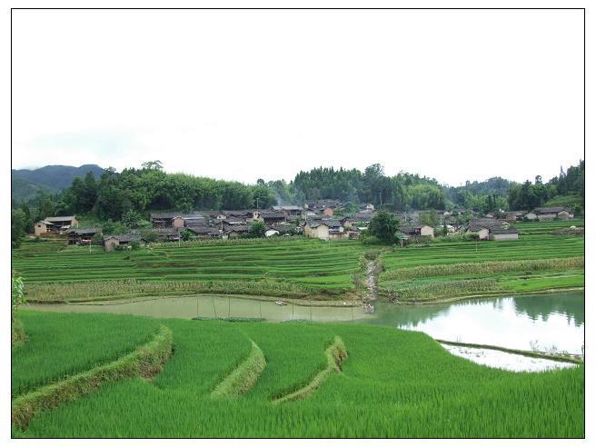 箐子寨村 箐子寨村