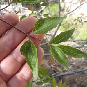Aralia humilis