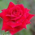 彩虹(薔薇屬月季栽培品種) 彩虹(薔薇屬月季栽培品種)
