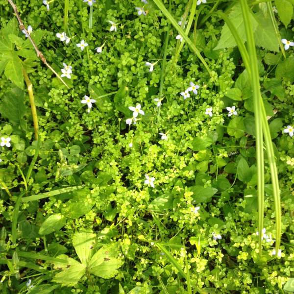 Houstonia serpyllifolia