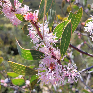 Hakea neurophylla