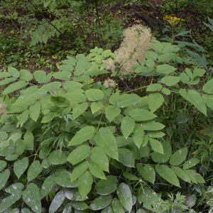 Aralia cordata