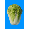 青研五號 青研五號