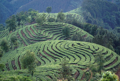石山農場 茶業種植