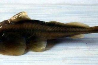 怒江弓魚 怒江弓魚