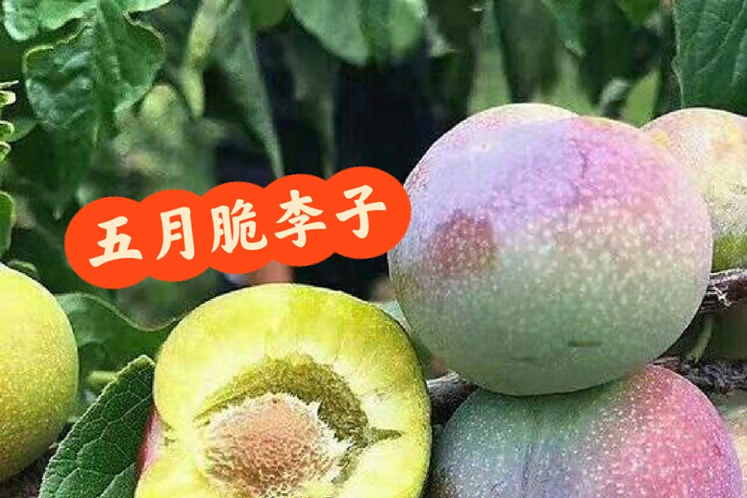 五月脆 五月脆
