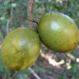 思茅山橙 思茅山橙