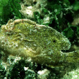 巴哈馬躄魚 巴哈馬躄魚