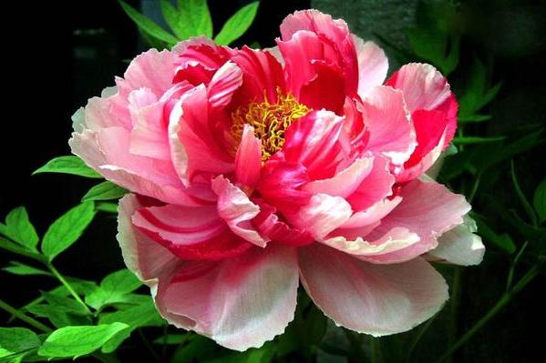 長枝芙蓉 長枝芙蓉