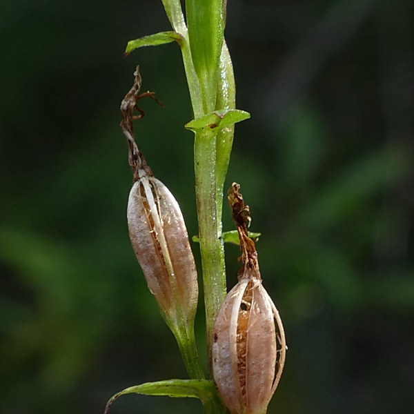 Stigmatodactylus aegeridantennatus