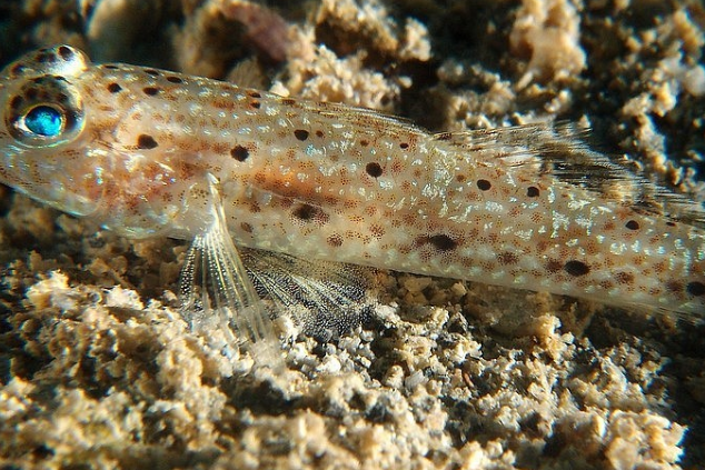 孔鰕虎魚屬 孔鰕虎魚屬