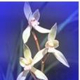 草蘭 草蘭
