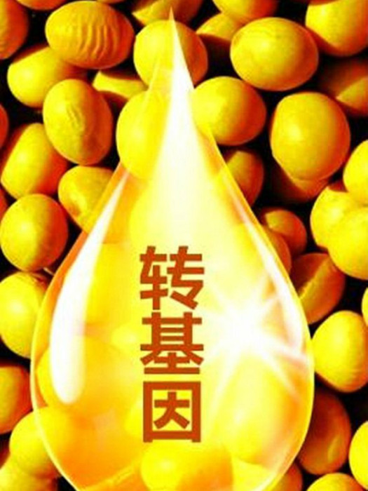 轉基因油料 轉基因油料