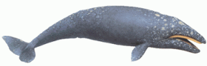 灰鯨