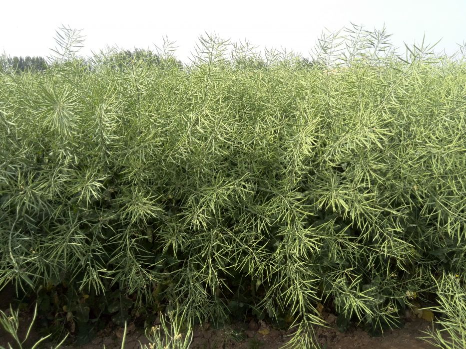 西油2號 西油2號