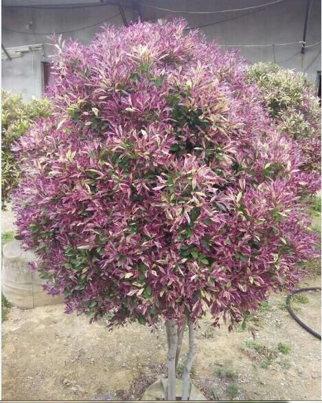 桃紅彩楠 桃紅彩楠