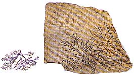 摩索水母化石圖