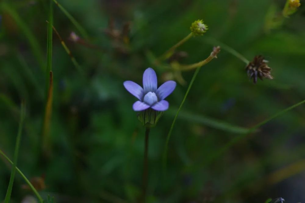 二萼喉毛花 二萼喉毛花