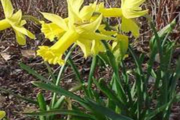 Narcissus \x27Peeping Tom\x27 Narcissus \x27Peeping Tom\x27