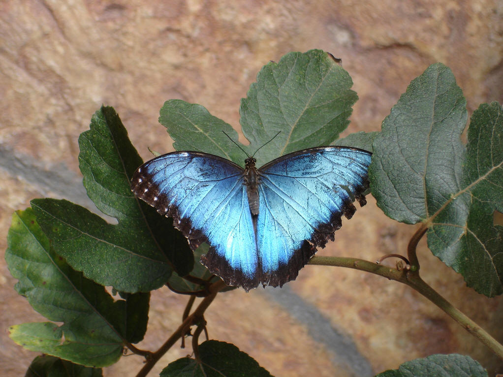 藍蝶(鱗翅目動物)
