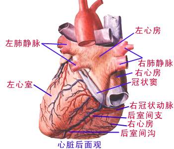 心臟解剖【圖】