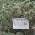 清水圓柏 清水圓柏