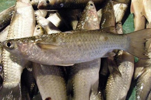 尖鰭金梭魚 尖鰭金梭魚