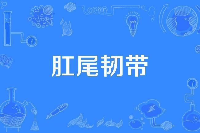 肛尾韌帶 肛尾韌帶