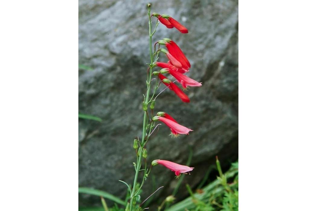 Penstemon barbatus Penstemon barbatus