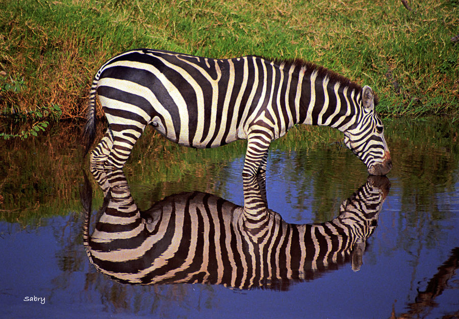 zebra(足球團體)