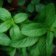 野生薄荷 野生薄荷
