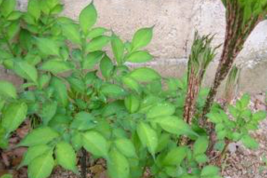 南楊(楊屬植物) 南楊(楊屬植物)