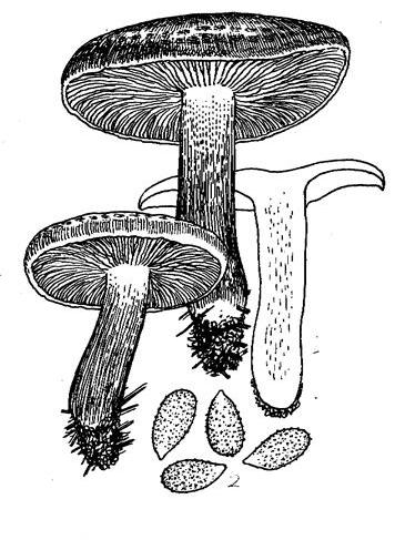 灰褐香蘑(林緣口蘑) 灰褐香蘑(林緣口蘑)