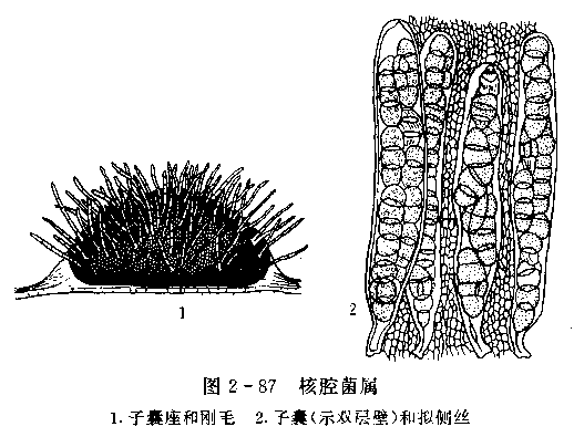 禾黑痣菌 禾黑痣菌