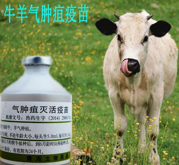 黑腿病 黑腿病