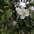 厚瓣短蕊茶 厚瓣短蕊茶