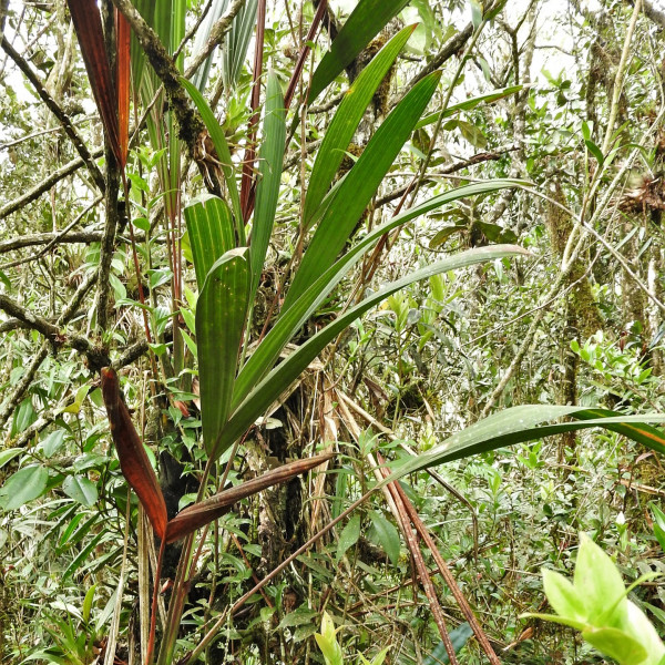 Sphaeradenia purpurea
