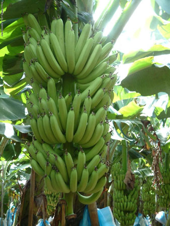 香蕉樹